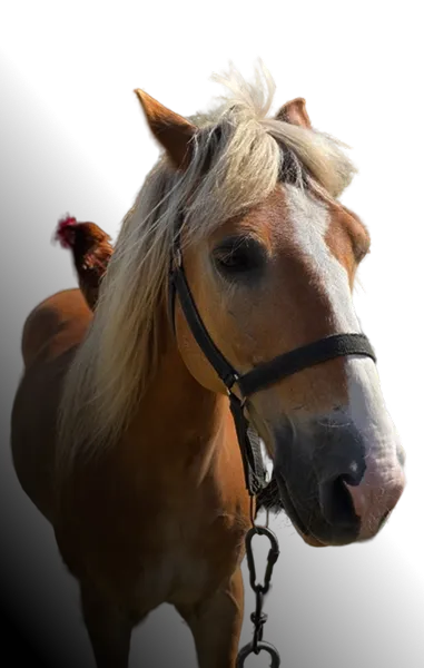 Pony