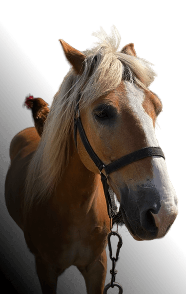 Pony
